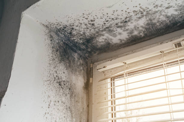 Affordable Crawl Space Mold Removal solutions in California, PA